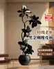 Árbol de Caucho Black Diamond, una Planta de Interior Grande de Alta Gama para la Sala de Estar, con un Toque de Lujo, Adecuada para la Oficina, Fácil de Mantener
