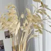 Pensamientos Pequeños Blanqueados, Flores Eternas, Flores Secas, Materiales de Flores para Manualidades, Flores Preservadas, Ramos, Flores Reales, Decoración del Hogar, Flores Hechas a Mano