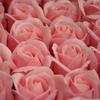 Fábrica de Origen Flor de Jabón de Tres Capas con Base Cabeza de Flor Rosa Simulada Flor de Agua Flor de San Valentín Cabeza de Flor Preservada
