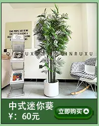 金丝猴蕨