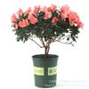 Rhododendron Plantas em Vaso Floridas Flores Xiyang Plantas Verdes Plantas de Escritório Internas de Pátio Árvores com Botões