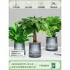 Árbol de la Fortuna Trenzado Planta Pequeña en Maceta Bonsái Escritorio Oficina Planta Verde Tolerante a la Sombra Planta Hidropónica
