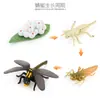 Juguete modelo de animal pequeño simulación ciclo de vida crecimiento rana tortuga pollo Montessori material didáctico preescolar venta al por mayor