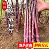 Shandong Shouguang enciclopedia de semillas de hortalizas mayorista fuente de semillas de melón y frutas fabricantes soporte para las cuatro estaciones primavera y verano envío directo
