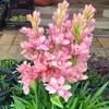Bulbos de nardo de pétalas duplas, nardo de flor grande, perene de forte aroma, flores de corte noturnas para plantas em vaso de varanda e jardim