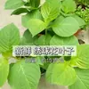 Prensado y Tintes para Plantas, Flores Frescas y Plantas Verdes, Materiales para Prensado de Flores y Prensado de Hierbas, Nuevos Materiales para Estampado de Plantas