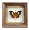 Marco de Fotos con Foto de Mariposa Real Pintura Decorativa Estilo Europeo Marco de Fotos Vintage Decoración de Mesa Adorno para Muebles Regalo de Cumpleaños Presente