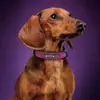 Collar para Perro Mascota, Anti-Pérdida, para Huskies, Perros Pequeños y Grandes, Cachorros, Collar para Cuello de Mascota Alaskan