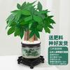 Lavabo de cerámica árbol frondoso planta de interior en maceta pequeña oficina árbol de un solo poste árbol grande árbol frondoso de tres postes planta verde bonsái