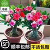 Planta en Maceta Rosa del Desierto con Doble Pétalo, Planta Verde Resistente a la Sequía, Fácil de Cuidar en Interiores o en el Balcón, Planta Suculenta Fácil de Mantener en Verano