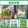 Tulipanes Hidropónicos al por Mayor 5 Grados Bulbos Grandes Resistentes al Frío para Invierno Interior/Exterior Fáciles de Cultivar para Principiantes Flores en Maceta Plantas