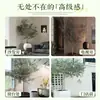 Planta de olivo en maceta para sala de estar interior, esquejes reales, planta grande en maceta, fácil de cuidar, adecuada para inauguración de casa y mudanza
