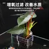 Maceta Hueca Tanque de Peces Hidropónico Cesta de Cultivo Hidropónico Taza para Cultivar Plantas Acuáticas Montada en Pared Engrosada Transparente para el Hogar Cesta Hidropónica