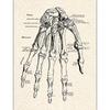 AliExpress Cartaz de Anatomia Humana Personalizado Núcleo de Lona Pintada com Spray Versão em Inglês Musculoesquelético Educação Médica Pintura Decorativa