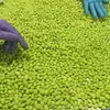 Grãos de Edamame Congelados Rapidamente de Grau de Exportação, Pacote de 1 Tonelada, Atacado de Fabricantes de Congelados Rápidos, Vegetais de Edamame Frescos, Grânulos de Edamame Congelados para Food Service
