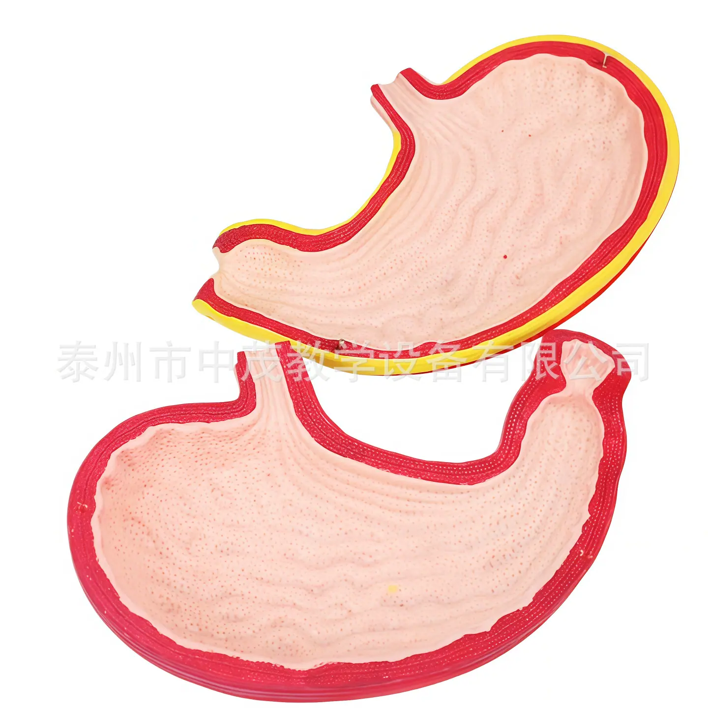 胃解剖 6.png