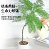 Jacaranda en Maceta Planta Verde de Interior para Oficina Estilo Japonés Sala de Estar Mueble de TV Planta de Piso Fácil de Mantener en Todas las Estaciones