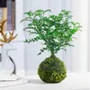 Musgo de Cedro Australiano Bola de Musgo Mesa de Centro Minimalista Adorno Planta en Maceta Bonsái Regalo para Otros Oficina Micro-Paisaje Purificador de Aire