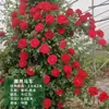 Mudas de Rosa, Trepadeiras, Florescem o Ano Todo, Rosas Trepadeiras de Flores Grandes, Flores Extra Grandes, Plantas com Flores Perfumadas, Plantas de Jardim, Resistentes ao Frio