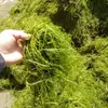 Pastos Marinos Plantas Acuáticas, Microphyllum, Proyecto de Purificación y Enverdecimiento del Agua, Pastos Marinos, Plantas Sumergibles