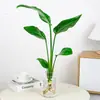 Ave del Paraíso Hidropónica, Planta Verde de Escritorio de Moda, Planta Fresca de Strelitzia en Maceta, Flores para Sala de Estar de Interior