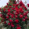 Dropshipping Sucos Varanda Mudas de Rosa Rosas Florindo Flores em Vasos Plantas Trepadeiras Cipós Rosa Plantas Verdes