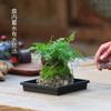 Bonsái de Calamo, Piedra Absorbente, Planta Verde, Planta en Maceta de Helecho Cola de Lobo, Planta Fácil de Cultivar para Personas Perezosas, Hidroponía de Espejo Resistente a la Oreja de Tigre
