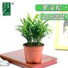 Oficina Planta Verde Paisaje Pothos Espárrago Coco Rico Bambú Árbol del Dinero Hidropónico Maceta Interior Pequeño Bonsái Flor