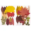Flores Secas Prensadas Materiais DIY Materiais Decorativos Espécimes de Plantas Feitos à Mão Decoração de Quadro com Flores Prensadas