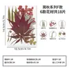 Flores Secas Prensadas Materiais DIY Materiais Decorativos Espécimes de Plantas Feitos à Mão Decoração de Quadro com Flores Prensadas