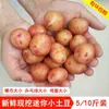 Patatas Pequeñas Frescas, Patatas Mini Cultivadas por Agricultores de Yunnan, Patatas de Carne Amarilla Recién Desenterradas de 3/5/ 5 kg, Patatas, Verduras