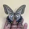 Venta Directa al Por Mayor de Fábrica de Especímenes Reales de Mariposas con Alas Extendidas, Diversos Insectos y Escarabajos, Accesorios para Fotos, Educación Científica, Especímenes Naturales