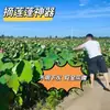 Vagem de lótus colheita semente de lótus ferramenta gancho flor de lótus vara telescópica de 10 metros de comprimento rede para colheita de frutas de alta altitude cabeça de gancho fruta