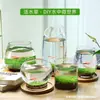 Acuario Ecológico Acuario Hierba Acuática Micro Paisaje a Hoja Huevo de Dragón Vidrio Planta Verde diy Pequeño Hidropónico Casero de Escritorio
