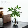 Las plantas hidropónicas traen riqueza de todas partes, plantas hidropónicas de madera de pata de pato, flores en maceta, plantas verdes de oficina, purificación de interiores para la sala de estar