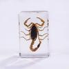 Explosiones de Hiedra Hecho a Mano Goteo Pegamento Resina Insecto Libro Pueblo Ámbar Transparente Espécimen de Insecto Más Vendido en Atracciones Turísticas