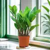 Árvore da Fortuna Pote de Escritório Planta Alta Flor de Interior Sala de Estar Planta Verde Grande Atacado Cordão da Fortuna Árvore da Fortuna