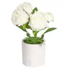 Flor Rosa Musgo Em Vaso Restaurante Mesa de Jantar Recepção Mesa de Janela Pátio Jardim Decoração