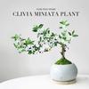 Bonsai Neve de Junho Penhasco Pilha Velha Estável Emocionalmente Zen Planta Verde Flor em Vaso Sala de Estar Interna Fácil de Cuidar o Ano Todo