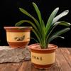 Vasos de Flores de Cerâmica Domésticos Vasos de Flores de Argila Extra Grandes Vasos de Grés para Chão Vasos para Bonsai Orquídea