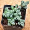 Frete Grátis de Suculentas Kunming Maduras com Vasos Atacado Interior Estufa Yunnan com Raízes Combinação de Plantas Suculentas em Vasos Suculentas