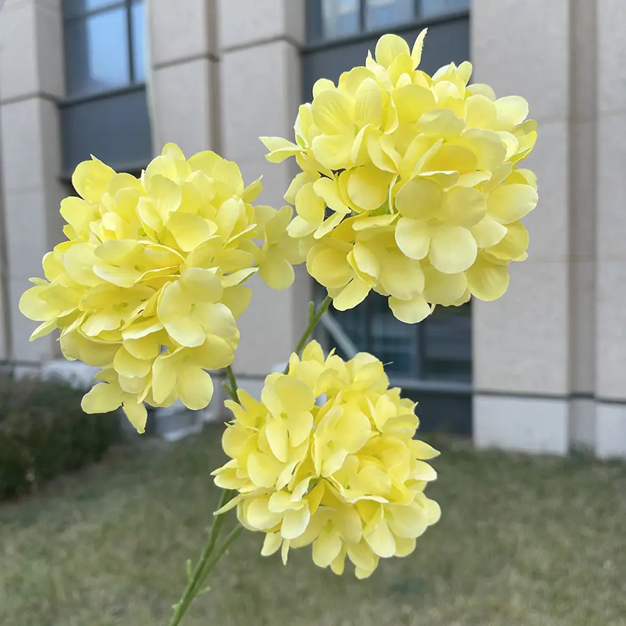 新款3头迷你木绣球-黄色.JPG