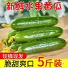 Frutas Recién Cortadas, Pepinillos Pequeños, Pepinos Tiernos, Crudos Bañados en Salsa, Crujientes, Pepinillos Pequeños Dulces y Sin Espinas, Calidad Premium y Crujientes