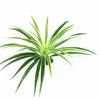 Simulação Clorófita Grama Verde Folha Falsa Folha Decorativa Flor de Plástico Grama Aquática Planta Grama Branca Verde Borda Vermelha Planta em Vaso