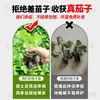 Plántulas de berenjena para cuatro estaciones, plantas en maceta con tierra, variedades viejas injertadas de berenjena morada y semillas de berenjena de Hangzhou, plántulas de hortalizas de primavera