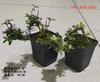 Bonsái de nieve de junio tigen de borde dorado acantilado miniatura floración árbol pequeño en maceta modelado de pila escritorio de oficina interior