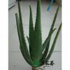 Curazao Grande Aloe Vera Cuidado de la Piel Salón de Belleza Especial Planta Verde Suculenta en Maceta Interior Hojas Plántulas Comestibles