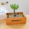 Cabeza de flor de planta suculenta con suministros creativos DIY de varilla, accesorios para arreglos florales, flor de plástico, fábrica Jinhua, planta verde, generación de cabello