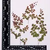 Hojas de Helecho Hojas Reales DIY Planta Espécimen en Relieve Marco de Fotos Pegamento Funda de Teléfono Vela de Aromaterapia Material Venta al por Mayor