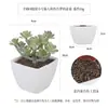 Más de 100 Tipos de Combinaciones de Plantas Suculentas Artificiales en Maceta Mini, Ventas Transfronterizas Populares, Estilo Sencillo Decoración del Hogar Flores Artificiales y Plantas Verdes, Directo de la Fábrica Fuente